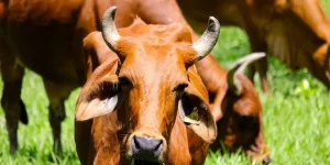 tráfego pago para iniciantes