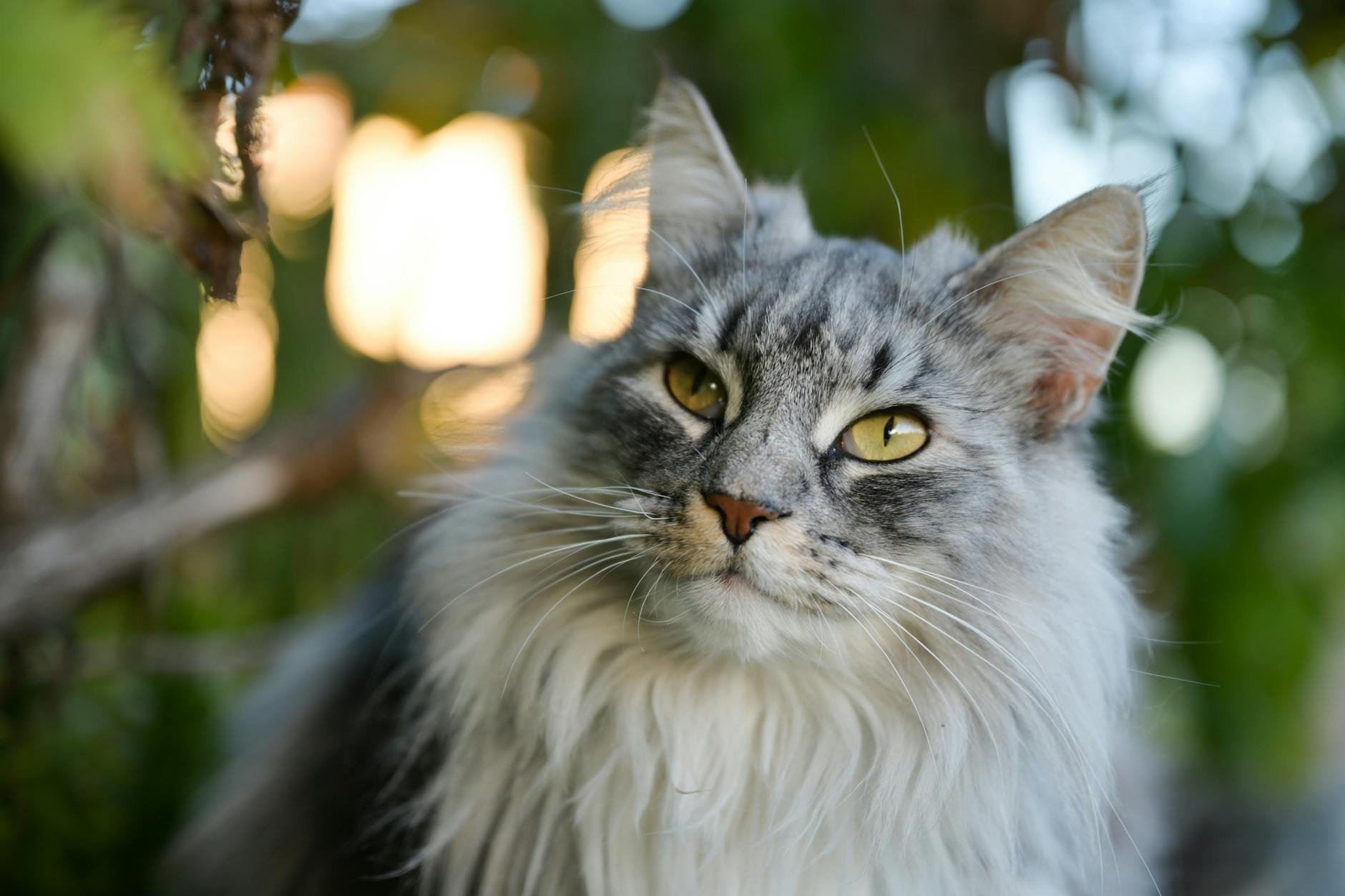 Close-up de um gato Maine Coon com pelagem farta ao sol no jardim, imagem eficaz.