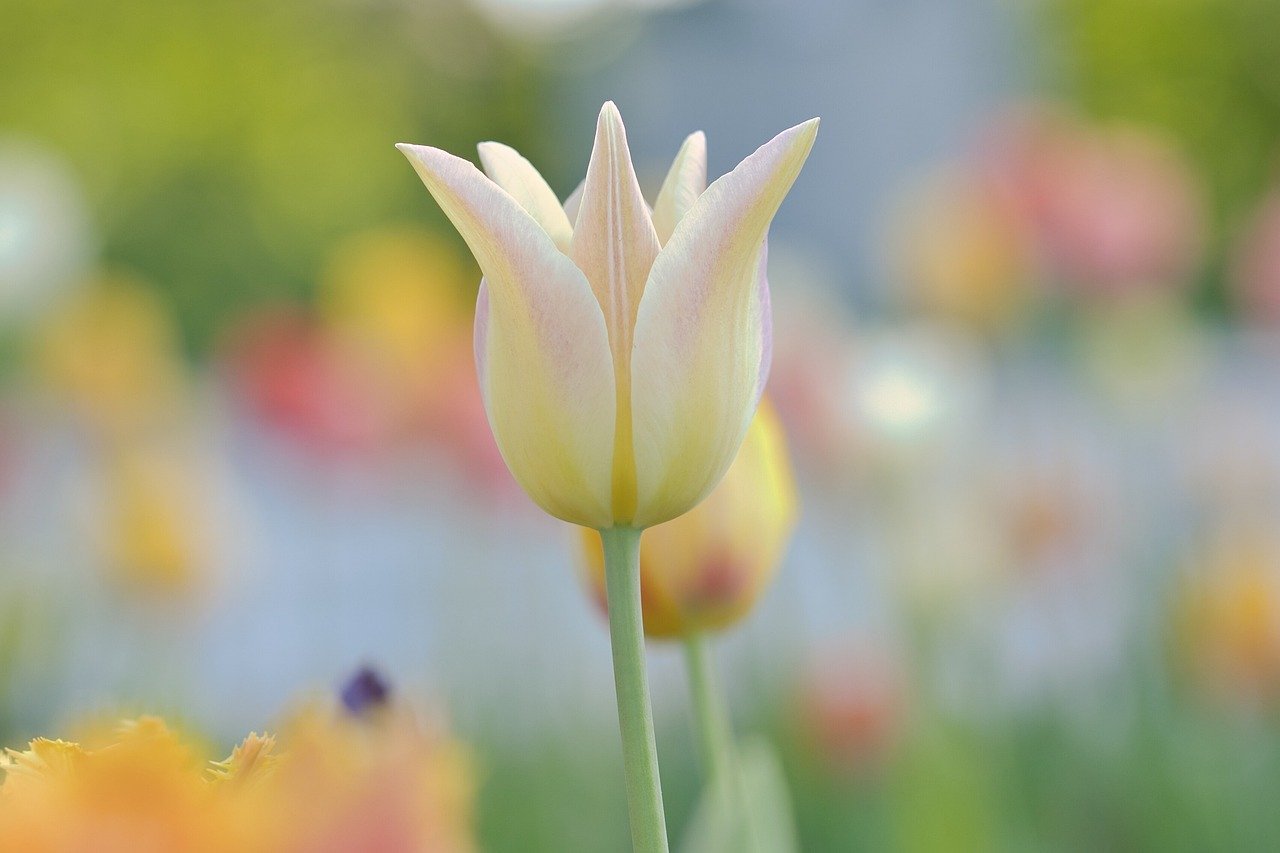Tulipas em macro com bokeh, fundo floral pastel para landing page de alta conversão