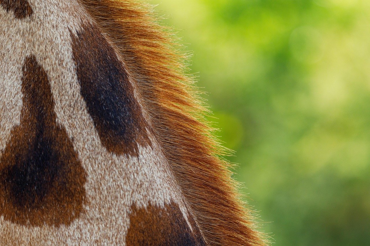 Detalhe da pele da girafa na natureza, mamífero em foco e ligação visual, criativo.