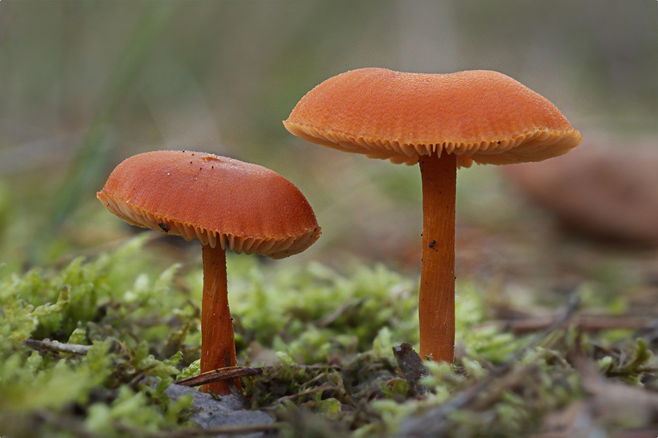 Close-up de cogumelo comestível na floresta no outono, micologia e natureza, referência para campanha